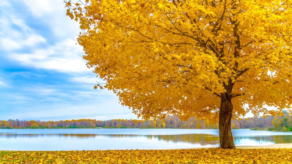 A large tree with yellow leaves by a calm lake.
