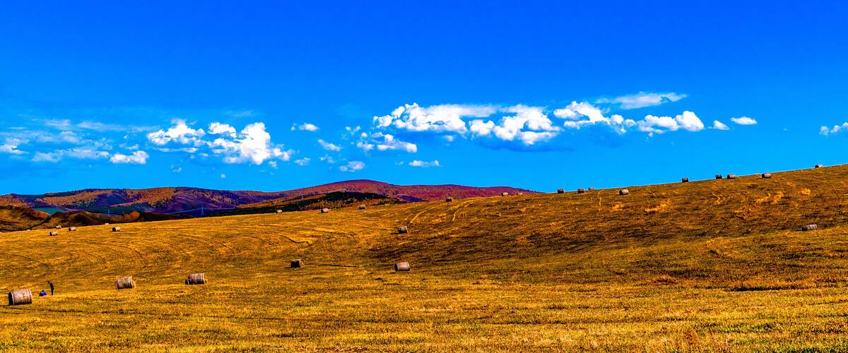 A grassy hillside with hay bales and sheep grazing under a clear blue sky.