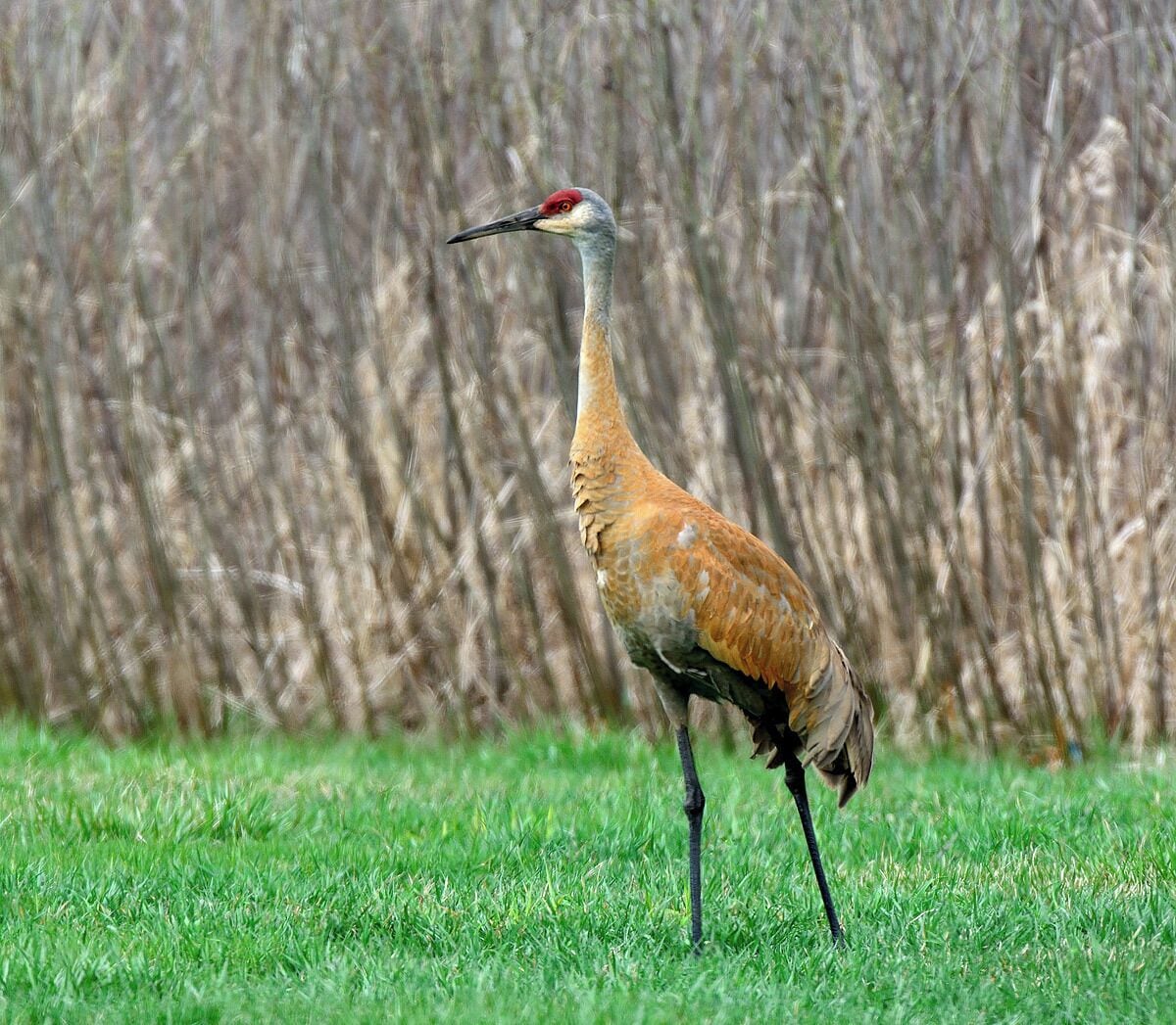 A lone sandhill crane at the edge of a wetland at the bartlett nature center.