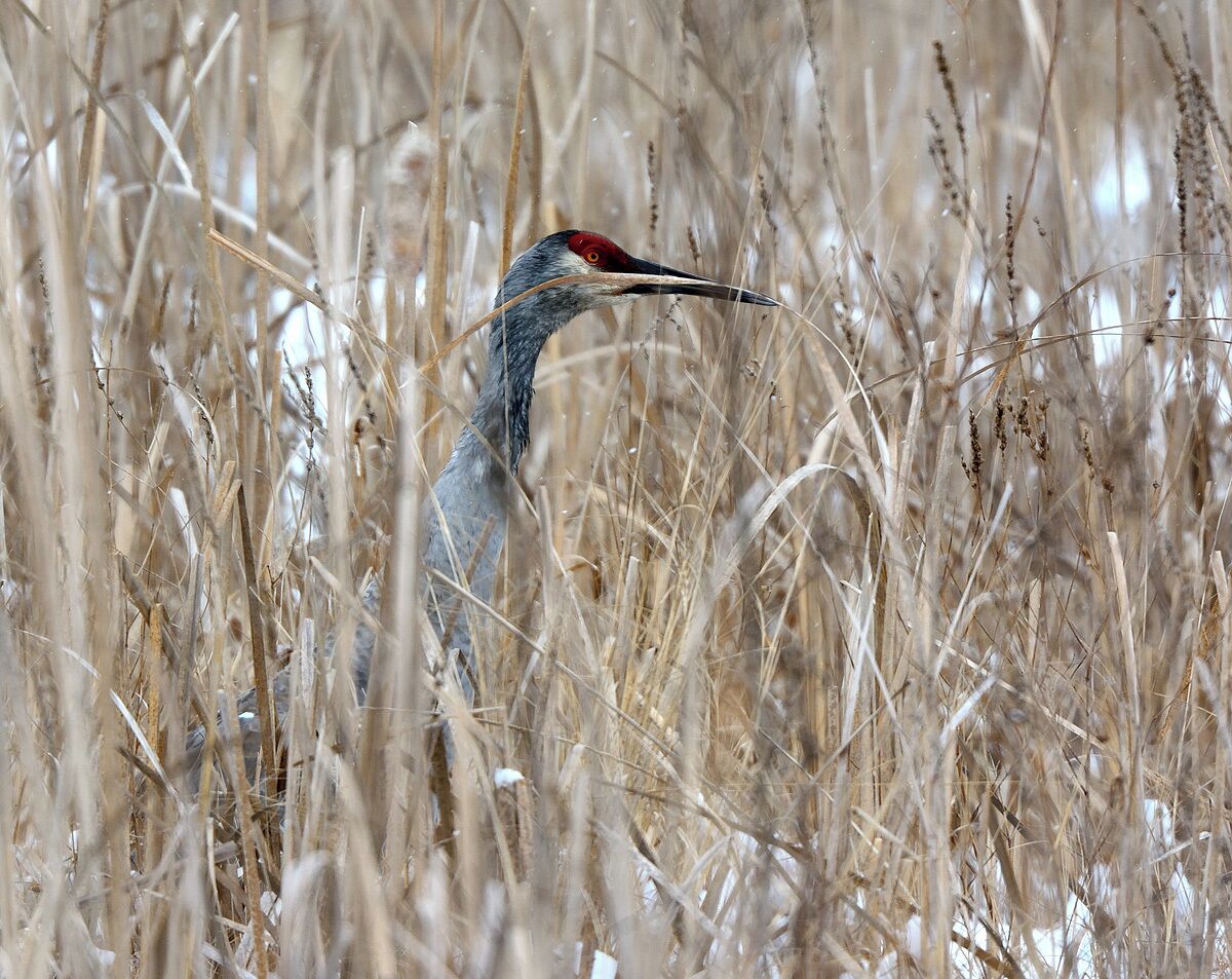 A sandhill crane obscured by tall grass sits tight during a snow squall. Once they feel threatened they will call out to warn all other birds in the area. The noise they generate is very loud and distinct.