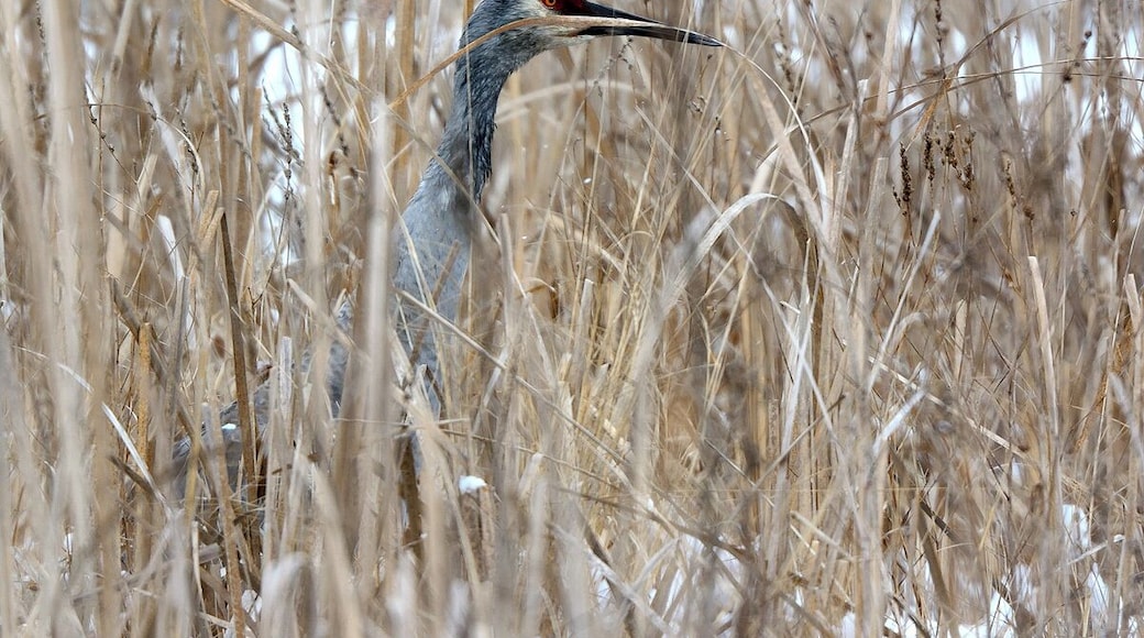 A sandhill crane obscured by tall grass sits tight during a snow squall. Once they feel threatened they will call out to warn all other birds in the area. The noise they generate is very loud and distinct.
