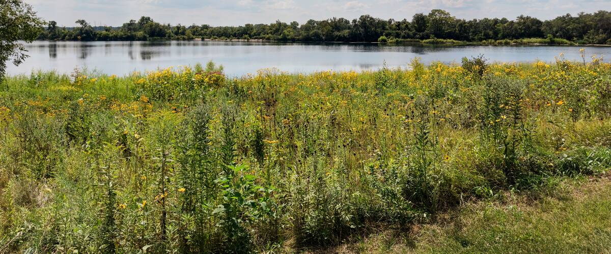 Wildflower Meadow Overlooking a Calm Lake Under a Cloud-Filled Sky
