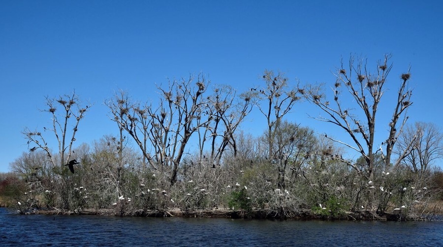 A very busy rookery filled with noisy shorebirds.