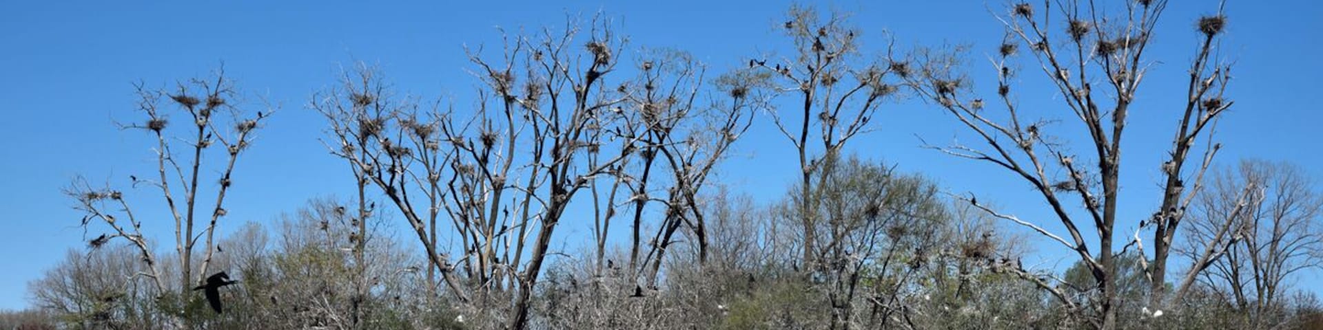 A very busy rookery filled with noisy shorebirds.