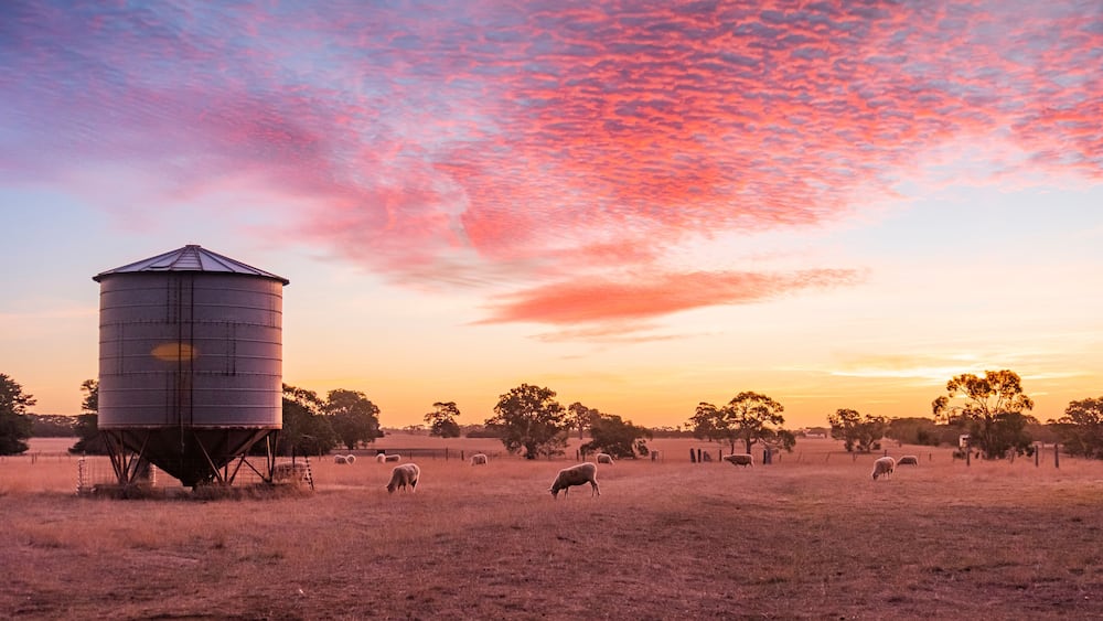 A water tower in a field with grazing sheep and trees under a pink sky.