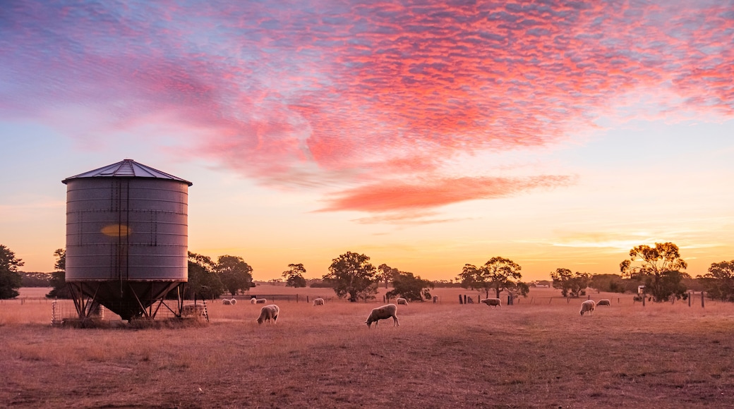 Sunset over a sheep farm in outback Victoria Australia
