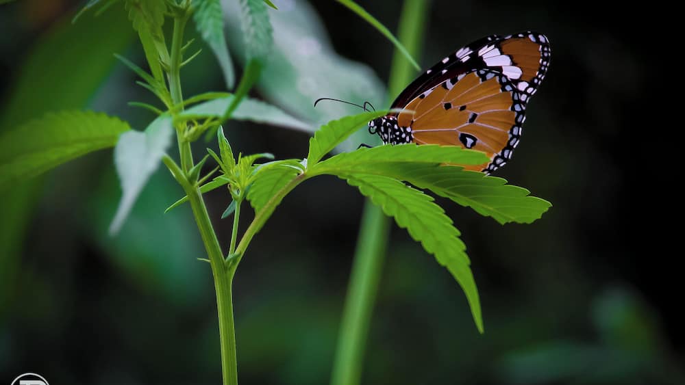 Very exotic place with alot of biodiversity.