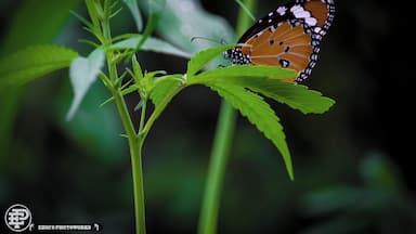 Very exotic place with alot of biodiversity.