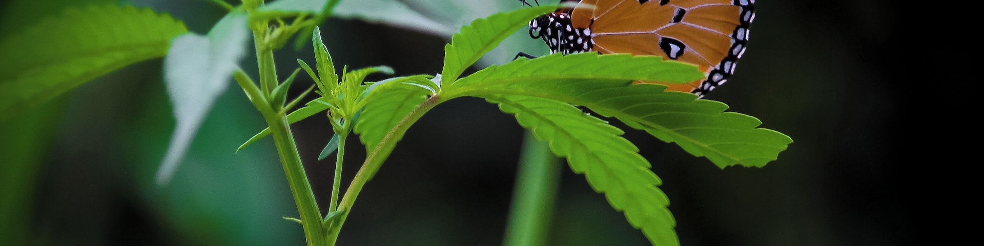 Very exotic place with alot of biodiversity.