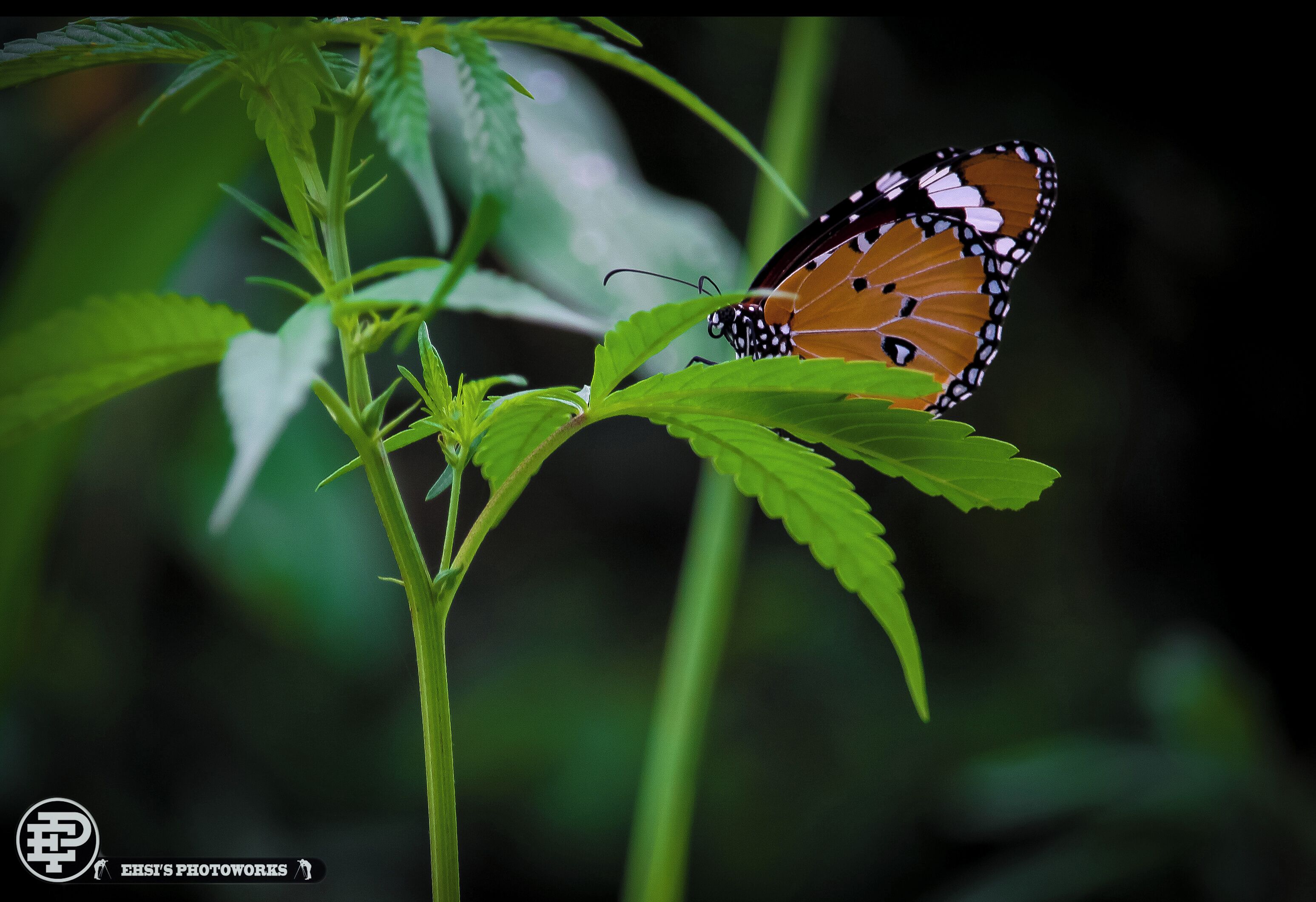 A butterfly on a green plant.