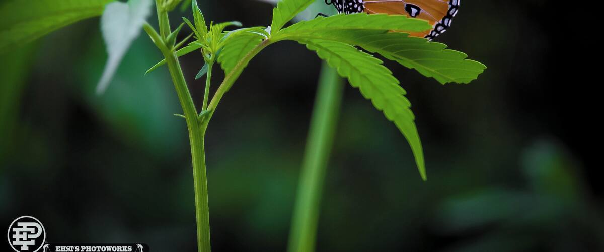 A butterfly on a green plant.