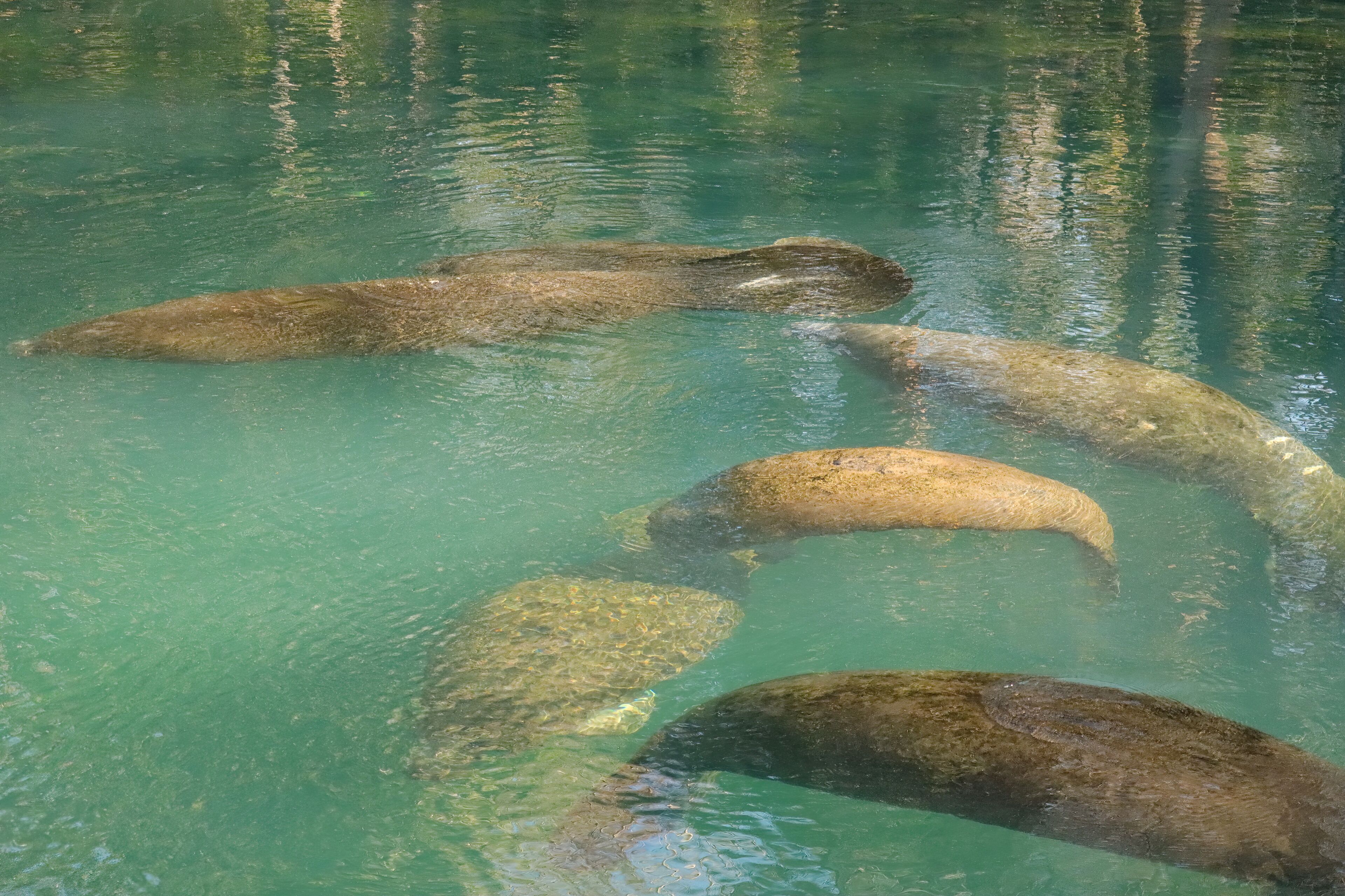 Endangered Manatee Float Peacefully in Warm Spring Waters