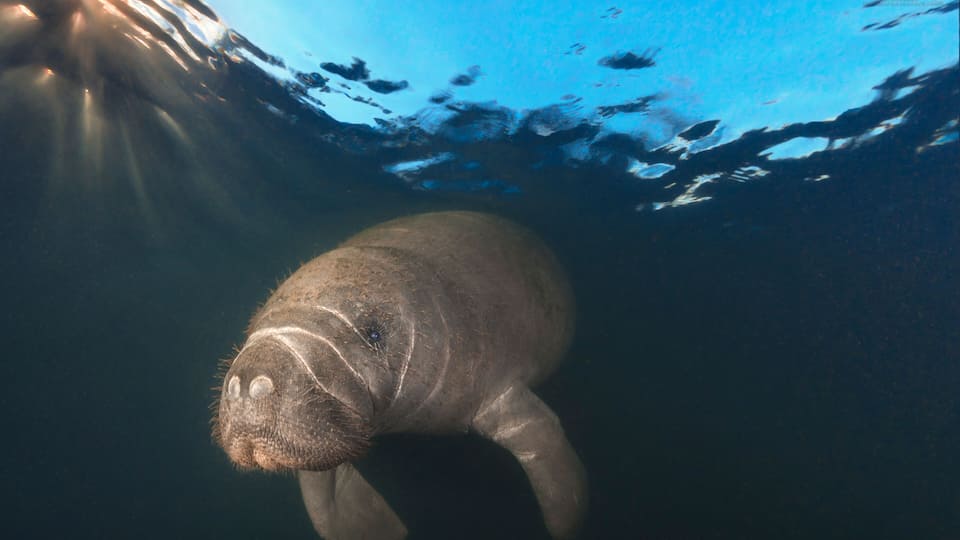 A manatee swimming underwater with sunlight filtering through the water.