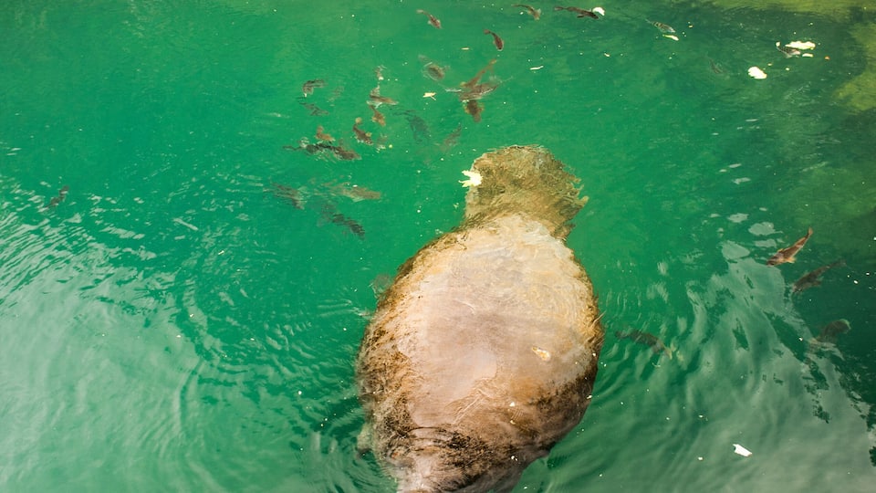 A manatee swimming in clear water with a wooden bridge and trees in the background.