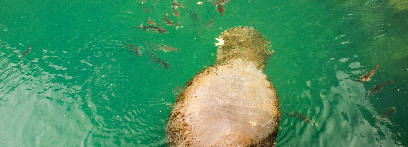 Homosassa Springs State Park, FL: Manatees swimming the crystal clear waters at the head of the springs