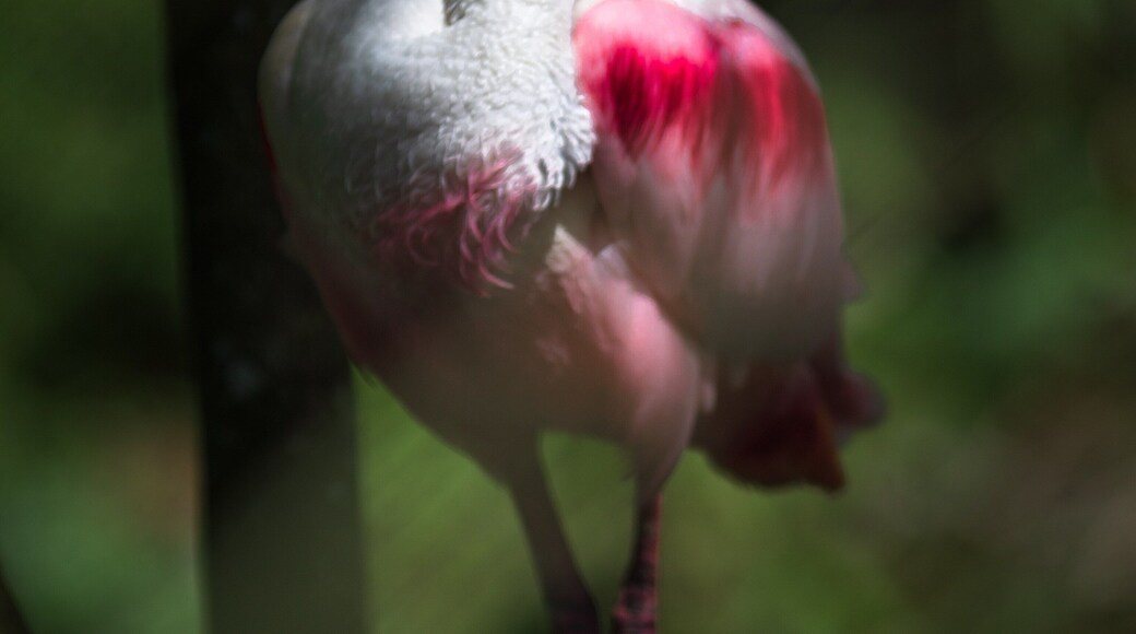 Resting Spoonbill