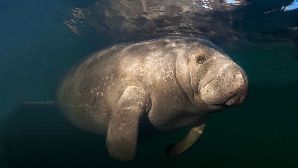 Photographed near Homosassa Springs, Florida.