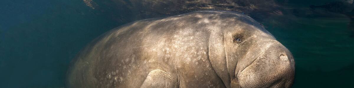 Photographed near Homosassa Springs, Florida.