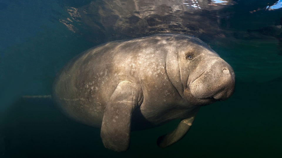 A manatee swimming underwater.