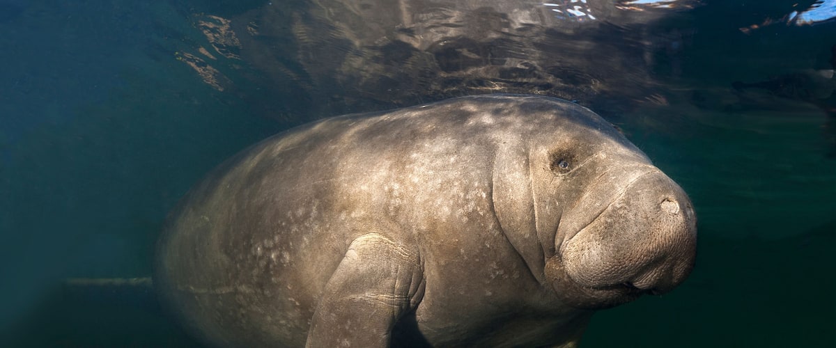 Photographed near Homosassa Springs, Florida.