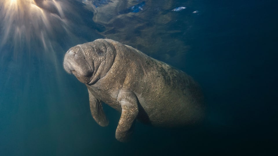 A manatee swimming underwater with sunlight filtering through the water.