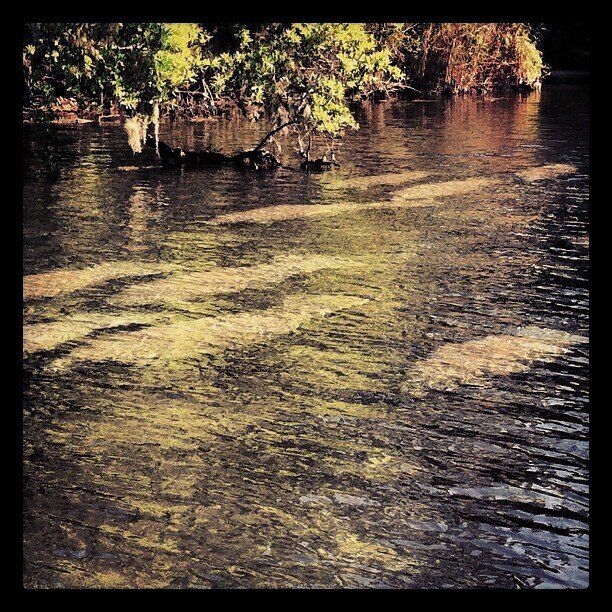 I share my home town with these gentle giants - aka #manatees. Spend a day at the springs on the Homosassa River or visit the Homosassa Springs Wildlife Park for these views. There are a number of guided tours in which you can swim with them as well. 