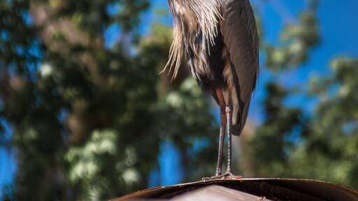 Great Blue Heron