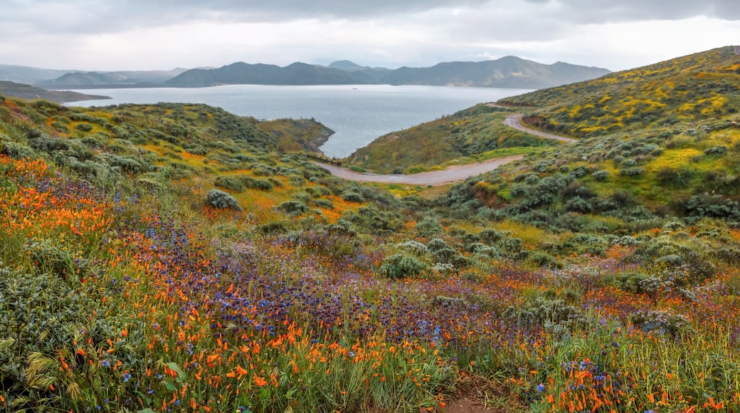 View of colorful wildflowers, Golden poppies at Diamond Valley Lake, California