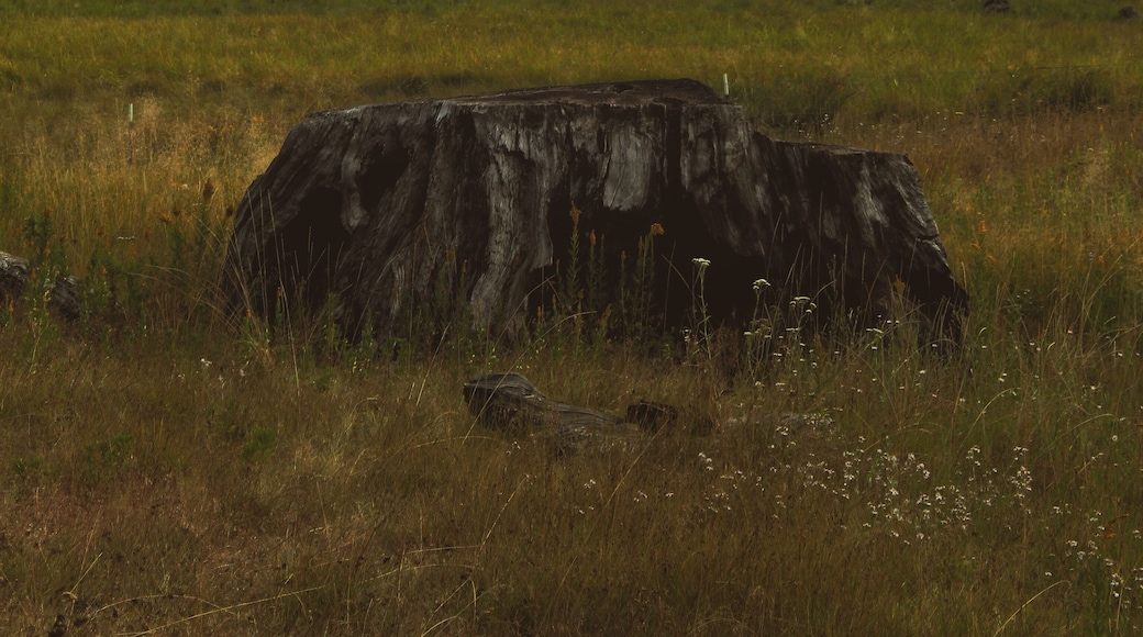 Meadow in the Sequoias #adventure