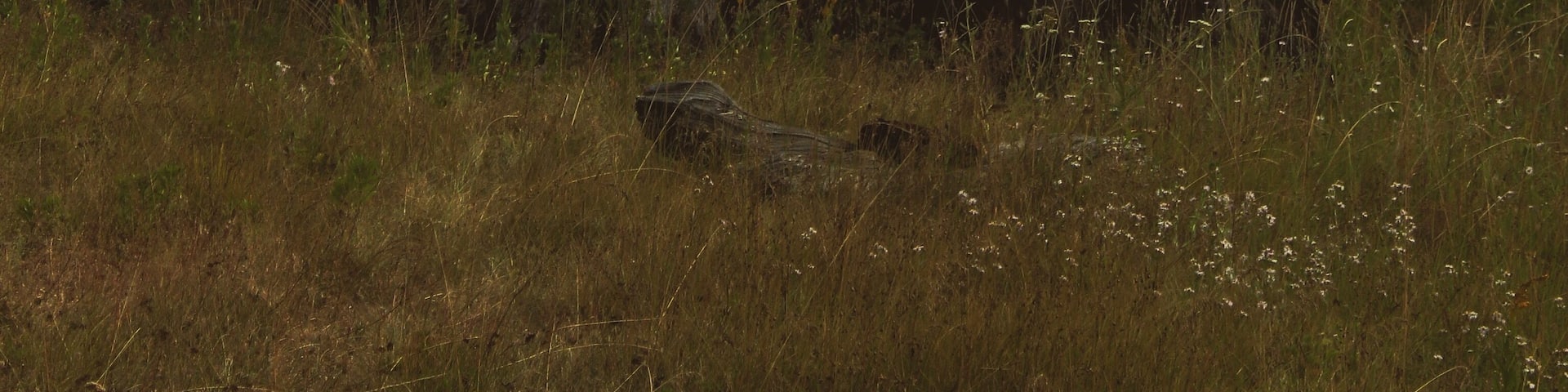 Meadow in the Sequoias #adventure