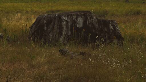 Meadow in the Sequoias #adventure