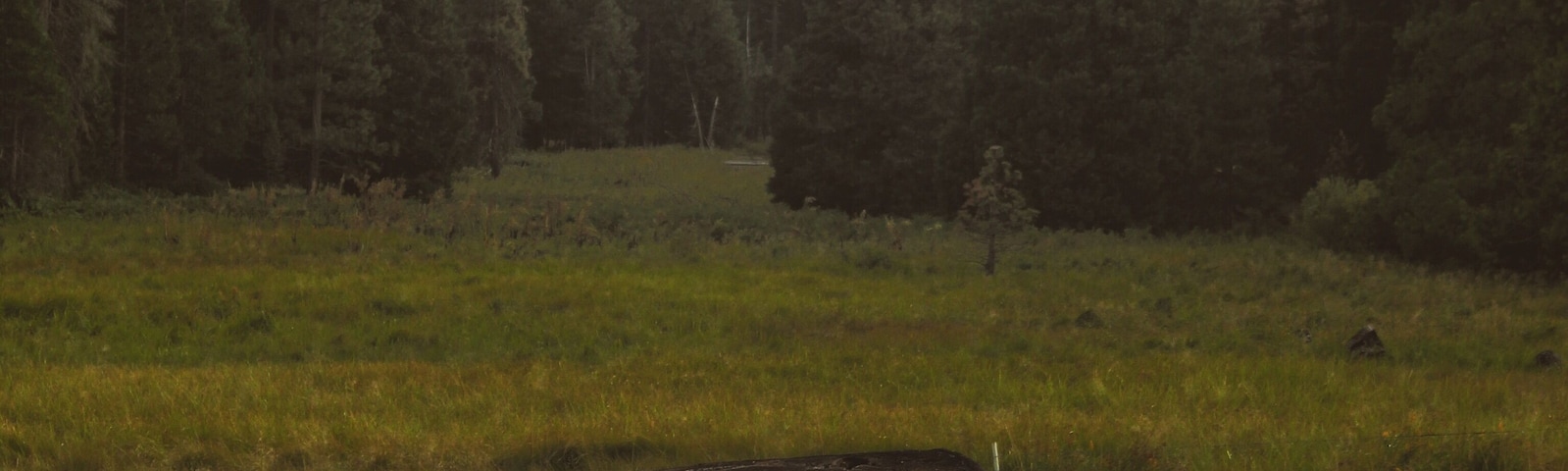 Meadow in the Sequoias #adventure