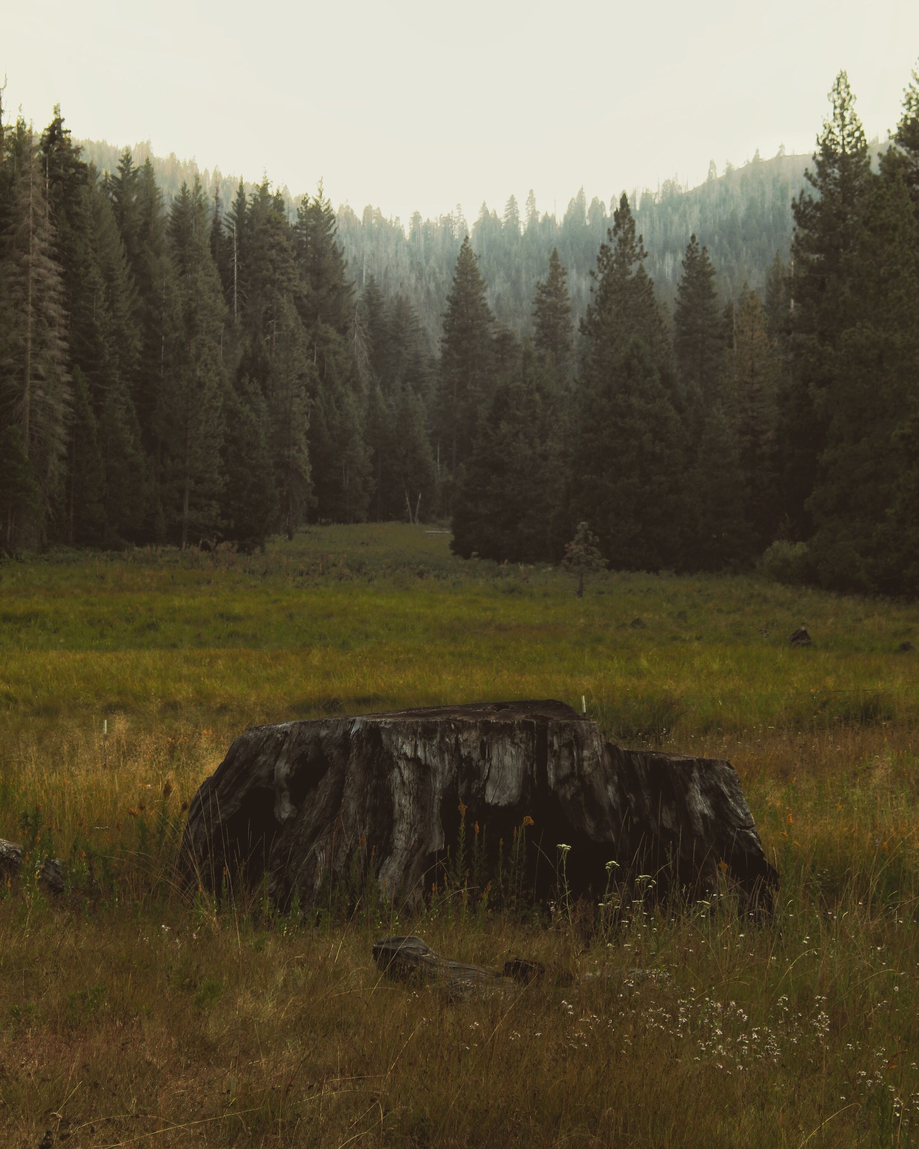 A forest with a large fallen tree in the foreground.