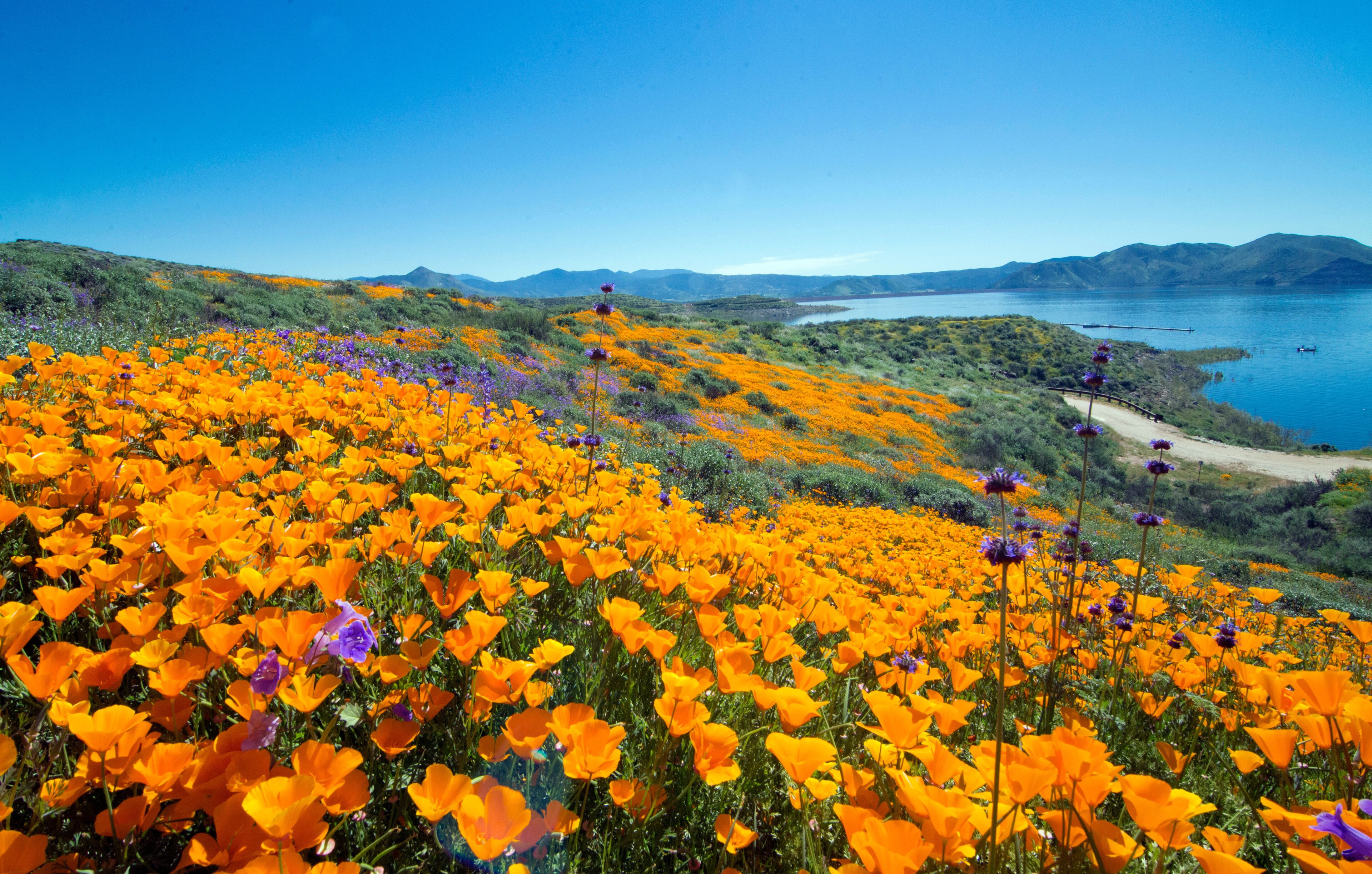 Golden poppies spring time carpet in Diamond Valley Lake, California