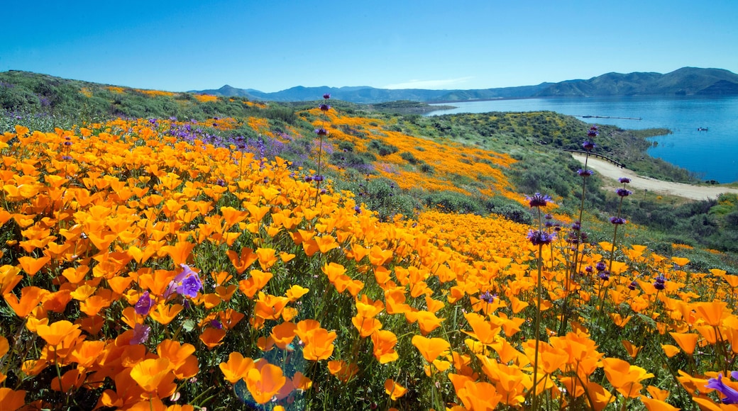 Golden poppies spring time carpet in Diamond Valley Lake, California