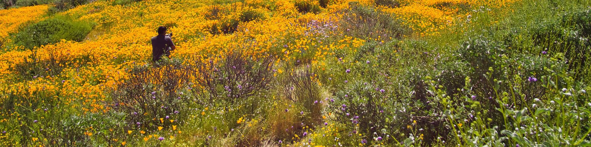 Wild flowers at Diamond Lake, Hemet, California