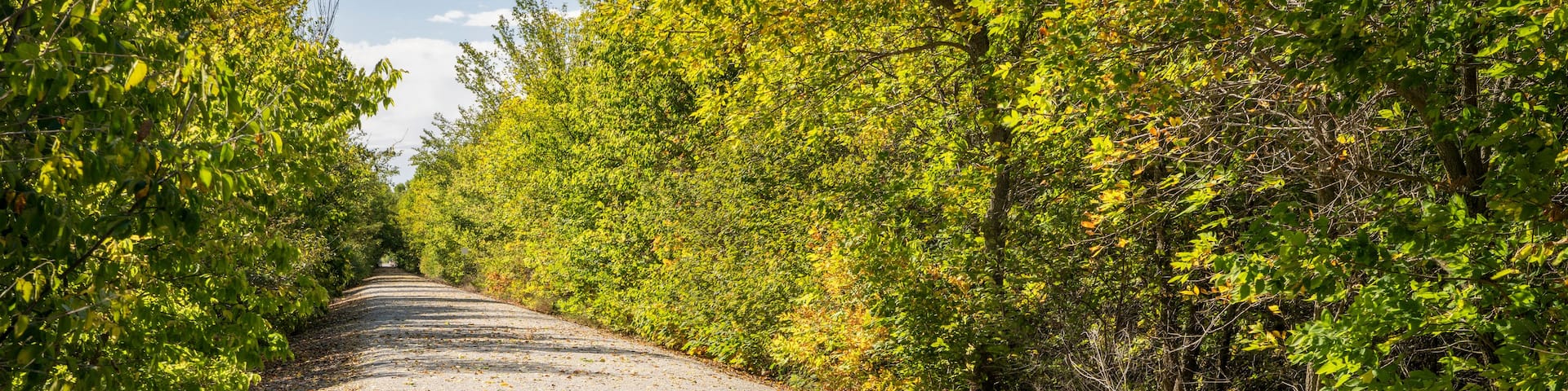 A gravel road flanked by dense green foliage under a clear sky.