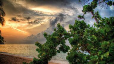 A beach with lush greenery and a cloudy sky.