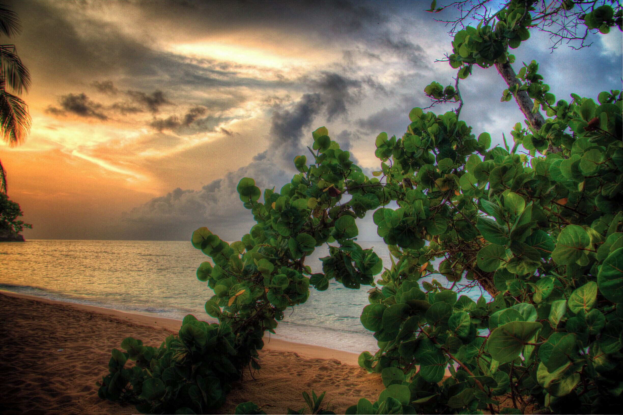 A beach with lush greenery and a cloudy sky.