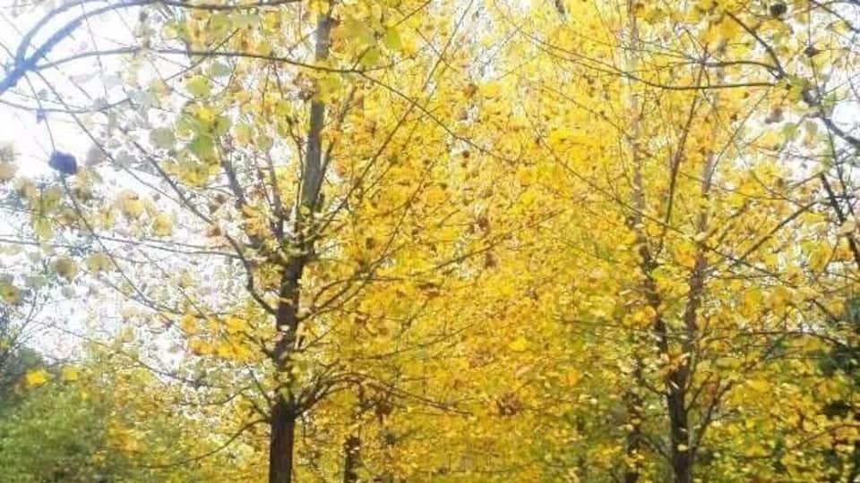 Fall has fall and winter will come、but Spring will also come after winter……This is turn around,just like life.