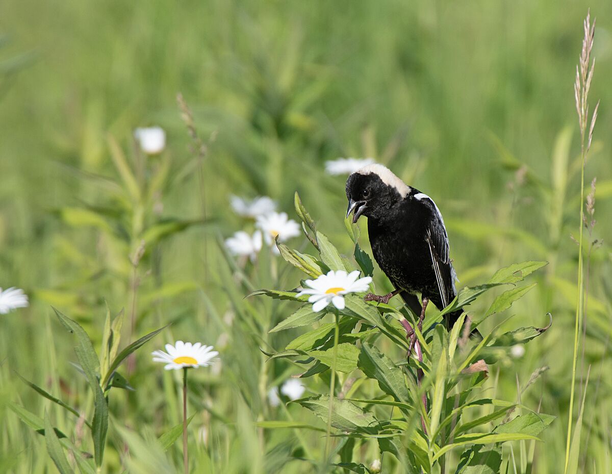 Another shot of a male bobolink in a field of grass and wildflowers.