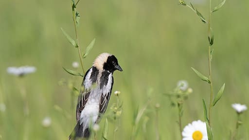 A male bobolink in breeding plumage. these are amazing birds that are often heard before they are seen. they turn black and white for a short time during breeding season.