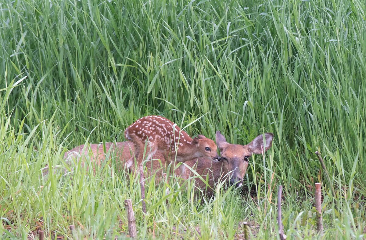 While heading out in the morning I noticed a doe and fawn along a creek bed so I stopped and took a few shots. The doe thought she was hidden so I only took a few images and left without spooking them. Spring is such an amazing time of the year to photograph wildlife.