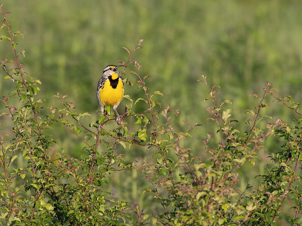 A beautiful meadowlark singing his distinct song. These are one of my favorite grassland birds. 