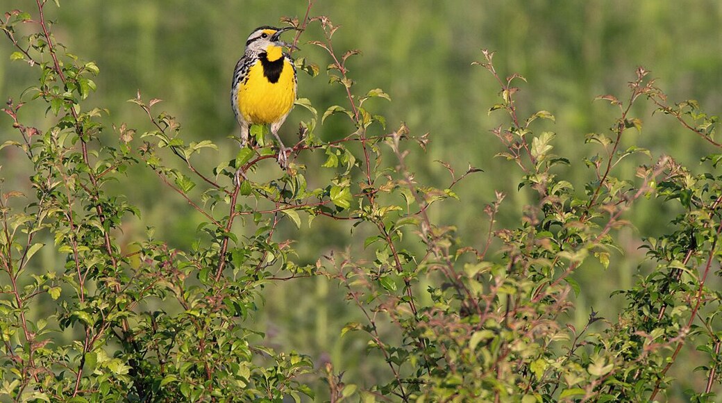 A beautiful meadowlark singing his distinct song. These are one of my favorite grassland birds.