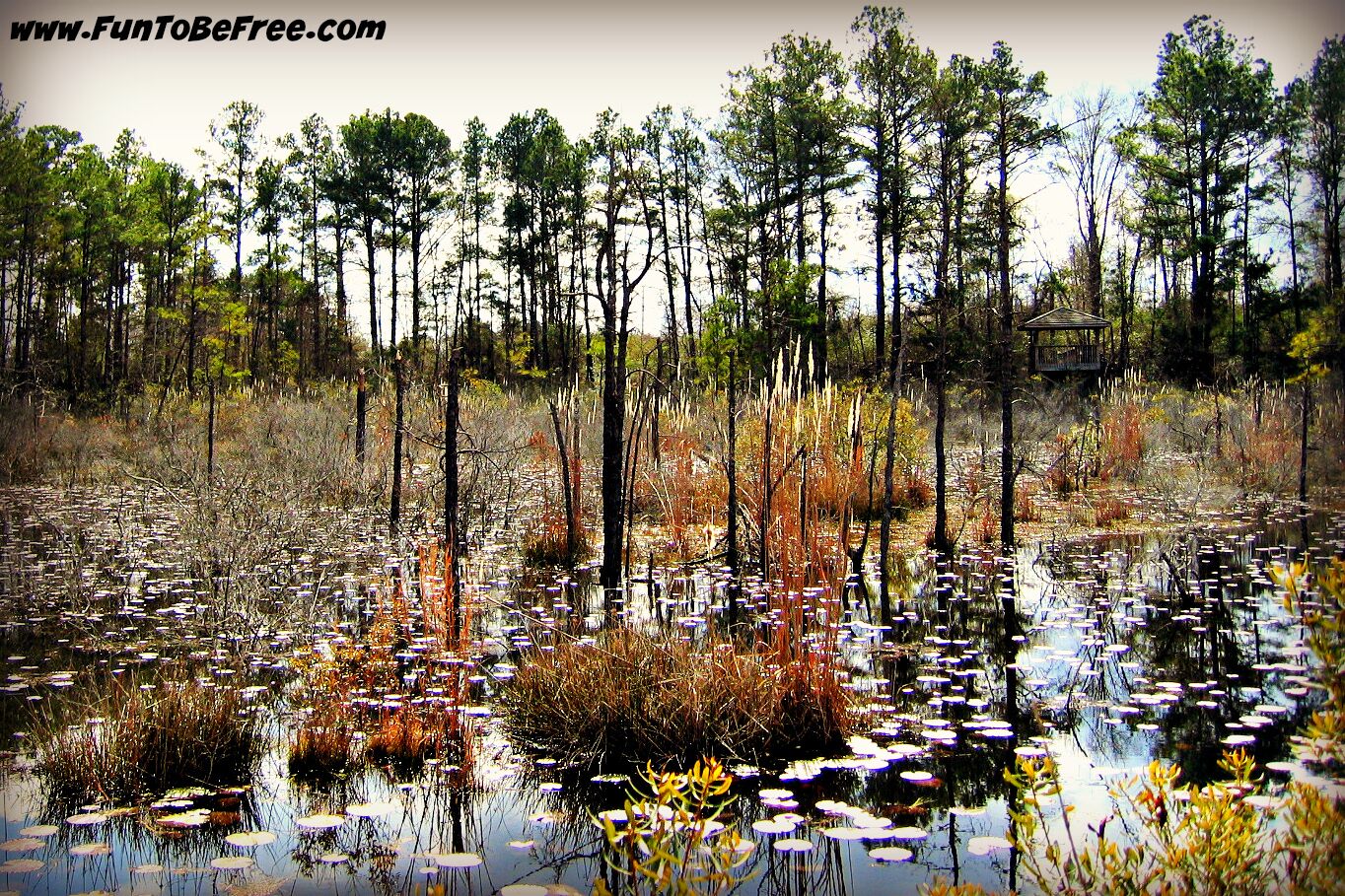 Great park for walking :)

Restoration Park is unique in that it creates wonderful recreational opportunities while addressing environmental issues.  The name "Restoration Park" comes from the fact that the wetlands are the product of nature, not artificially created. Nature has transformed an unsightly strip mine into wetlands, restoring the area to life.

#RoadTrip