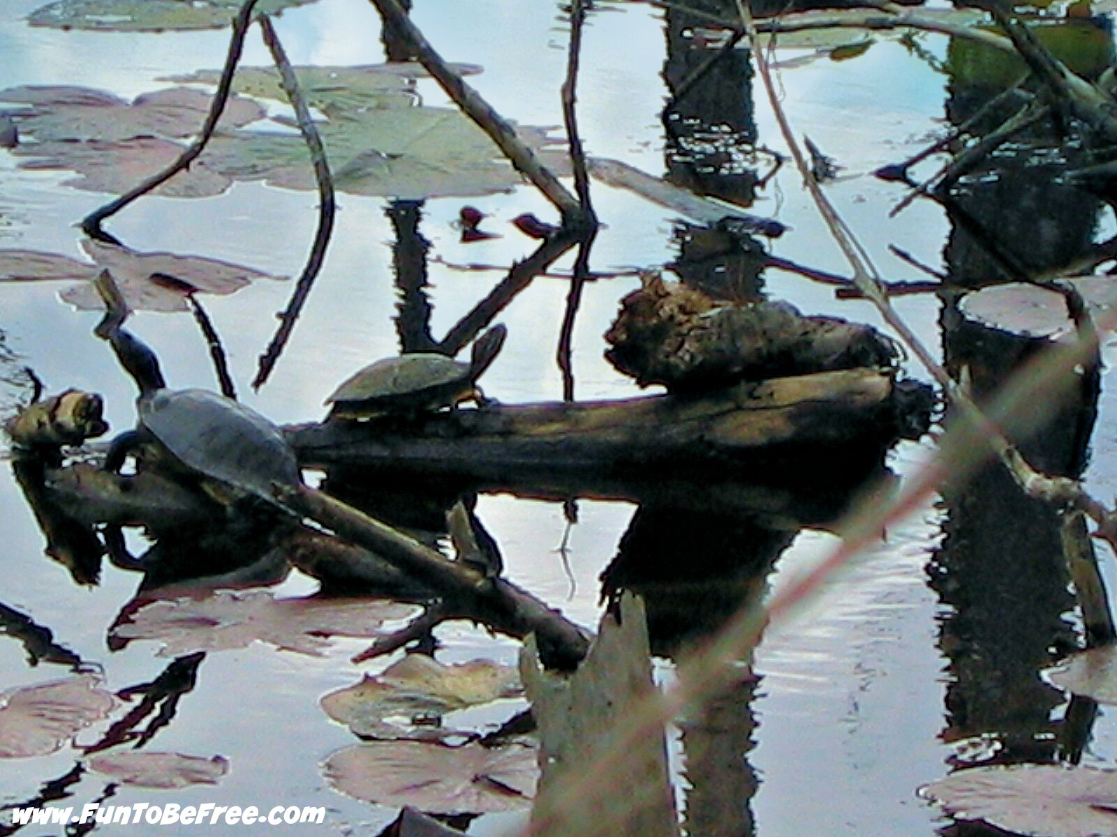 Wild turtles sun bathing at Restoration Park, LA.  Nice hiking park and quick get away while in Monroe, LA