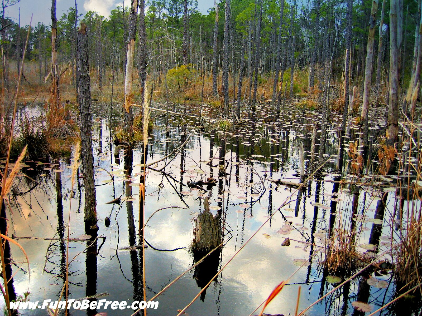 Restoration Park is unique in that it creates wonderful recreational opportunities while addressing environmental issues.  The name "Restoration Park" comes from the fact that the wetlands are the product of nature, not artificially created. Nature has transformed an unsightly strip mine into wetlands, restoring the area to life.

Restoration Park fulfills several goals. It controls flooding (usually caused by run-off from heavy storms) for one-eighth of the 10 square mile (26 square kilometer) Black Bayou Watershed (the Black Bayou in western Ouachita Parish, not the one east of the Ouachita River). Wetlands have a documented ability to remove pollutants from the water flowing through them. The park preserves a wetland site. It offers educational, research, and recreational opportunities to neighboring communities.