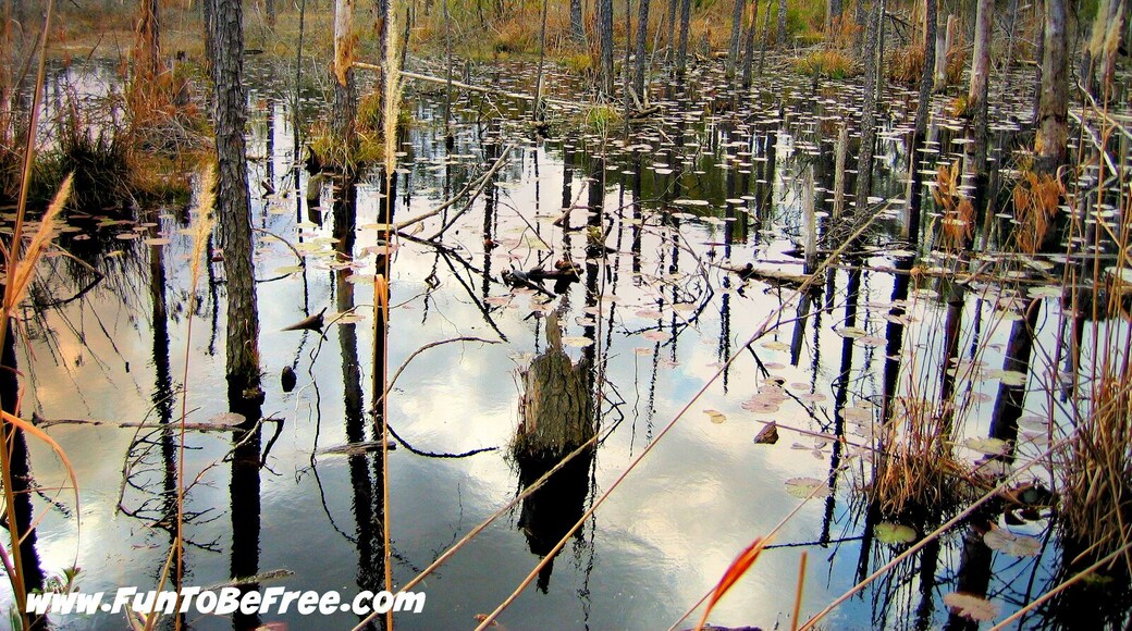Restoration Park is unique in that it creates wonderful recreational opportunities while addressing environmental issues. The name "Restoration Park" comes from the fact that the wetlands are the product of nature, not artificially created. Nature has transformed an unsightly strip mine into wetlands, restoring the area to life.
Restoration Park fulfills several goals. It controls flooding (usually caused by run-off from heavy storms) for one-eighth of the 10 square mile (26 square kilometer) Black Bayou Watershed (the Black Bayou in western Ouachita Parish, not the one east of the Ouachita River). Wetlands have a documented ability to remove pollutants from the water flowing through them. The park preserves a wetland site. It offers educational, research, and recreational opportunities to neighboring communities.