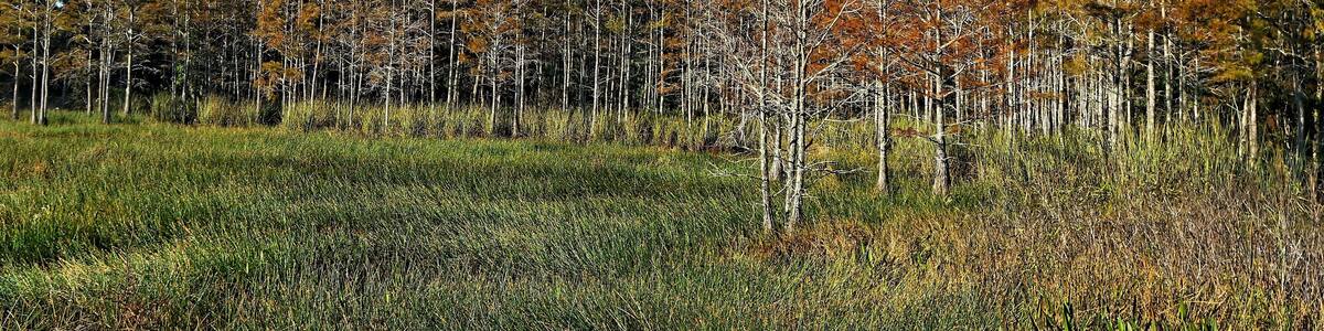 autumn foliage in a cypress swamp